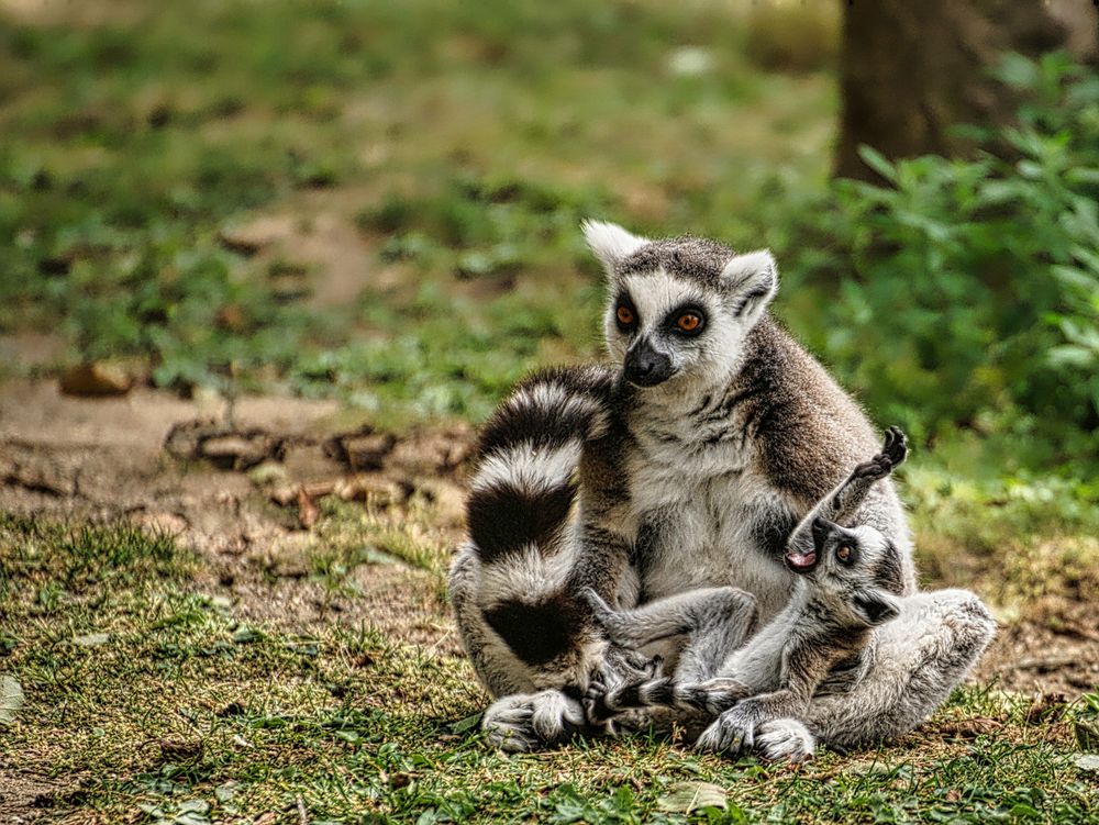 Hallo Mama_fertig