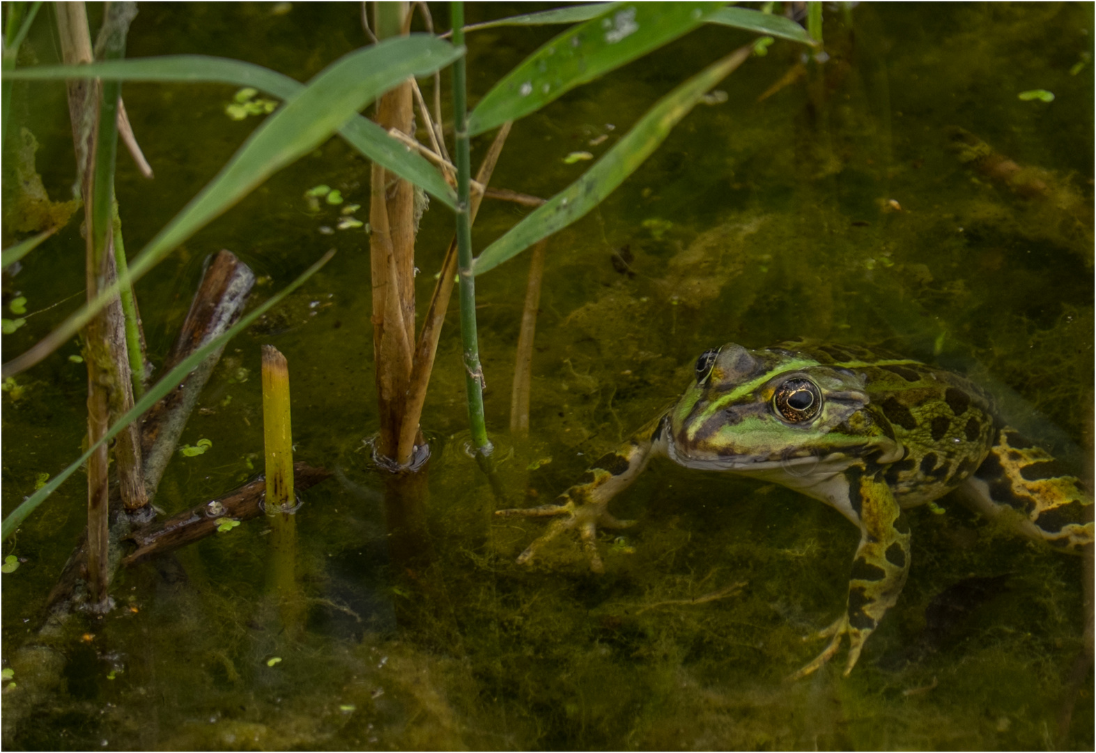 Hallo mein Frosch