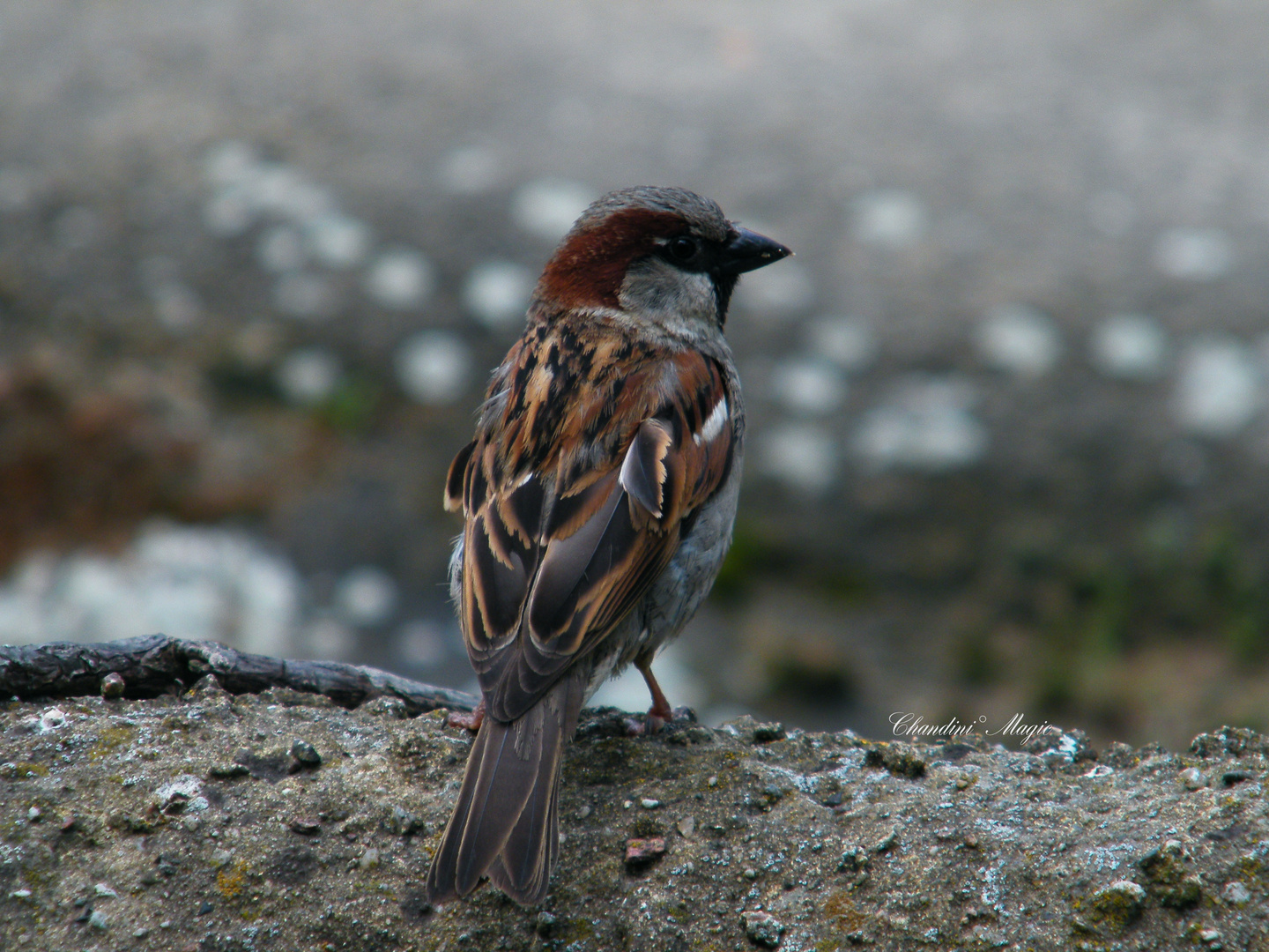 Hallo mein Spatz!