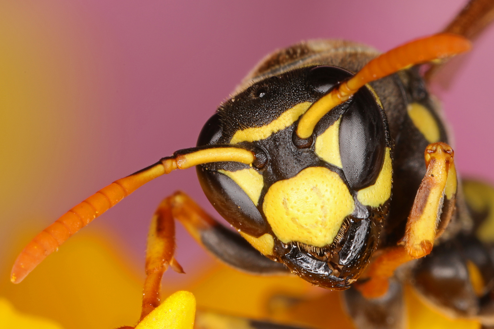 Hallo, meine Name ist Hugo Foto & Bild natur, blüten, insekten Bilder