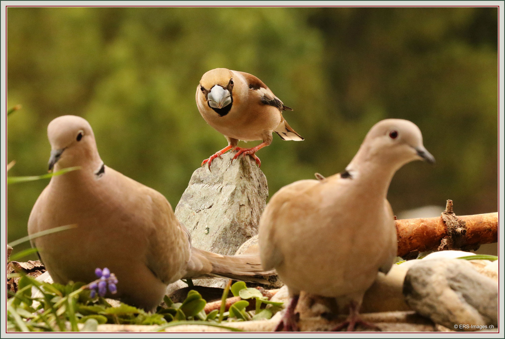 Hallo meine Täubchen (Streptopelia decaocto) 2018-04-15 005 (206) Bonjour mes mignonnes