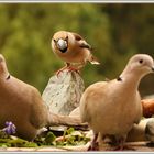 Hallo meine Täubchen (Streptopelia decaocto) 2018-04-15 005 (206) Bonjour mes mignonnes