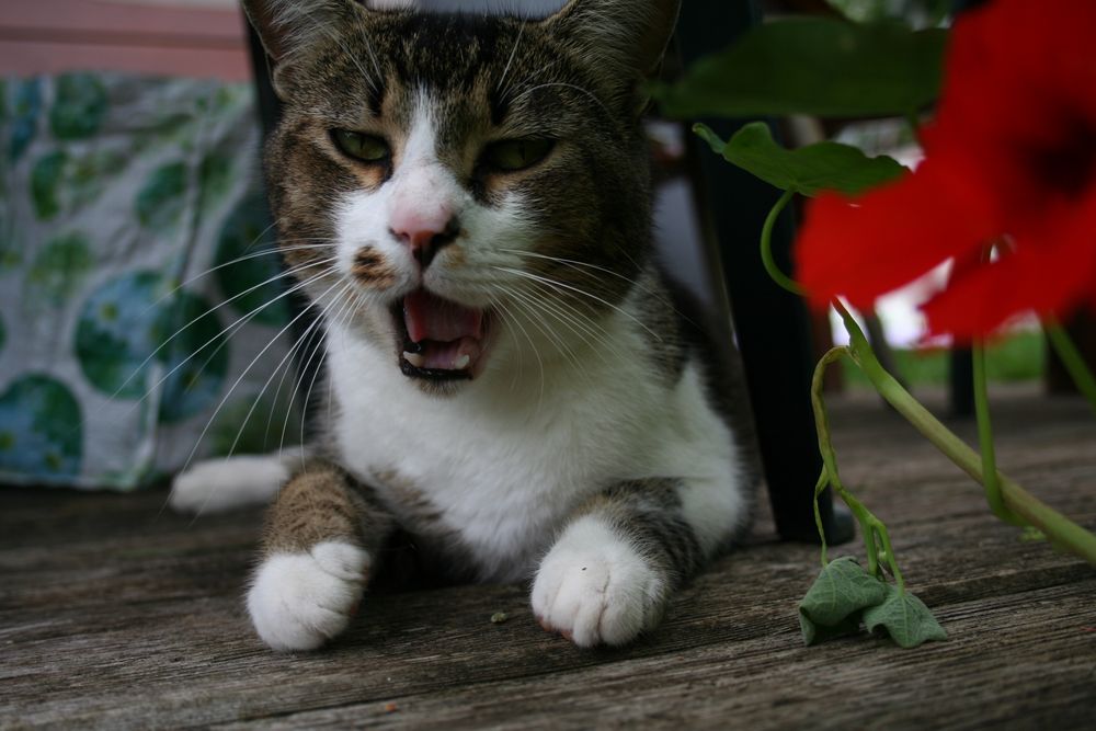 Hallo mir gehts gut, wie gehts euch? Foto & Bild | tiere ...