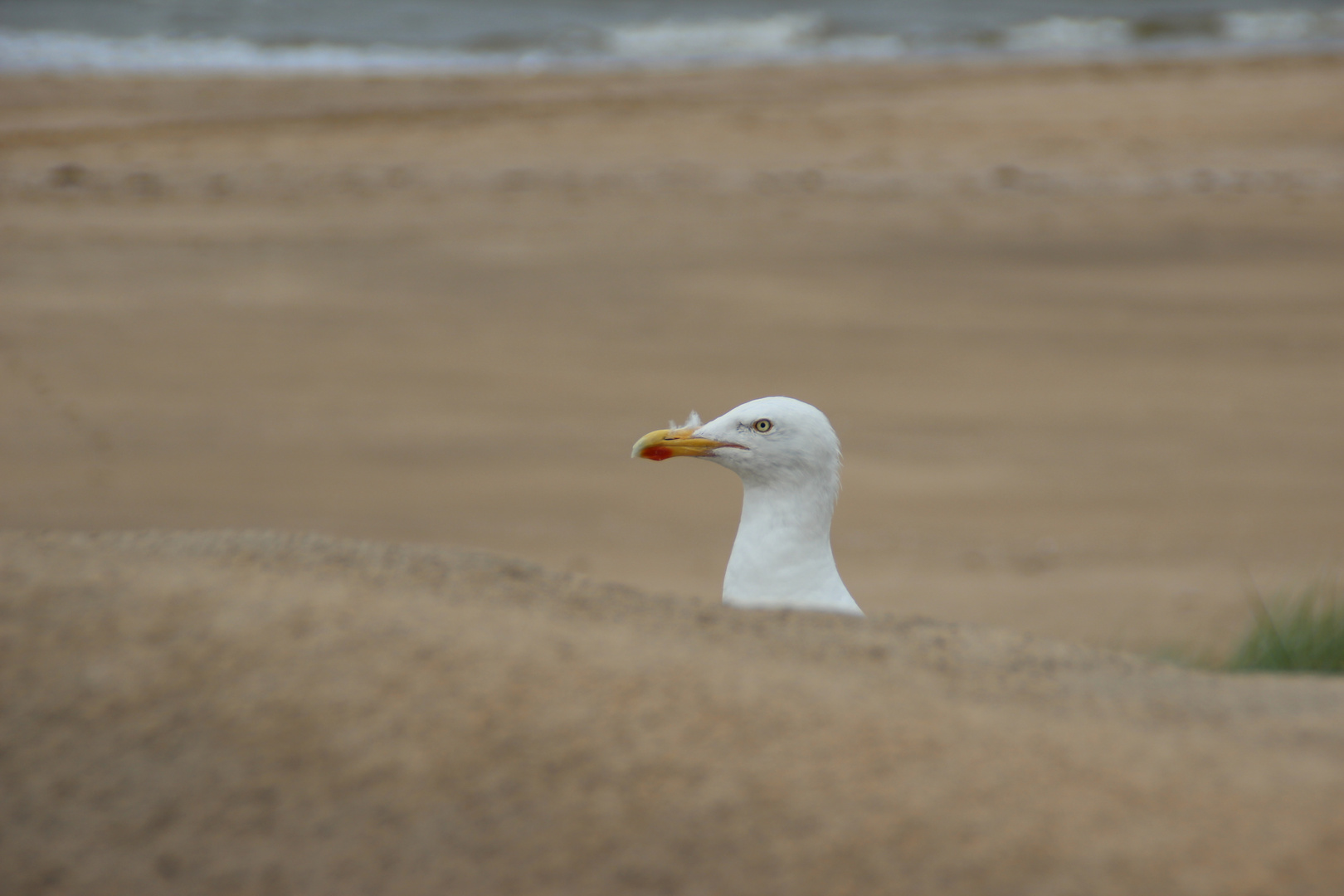 Hallo Möwe