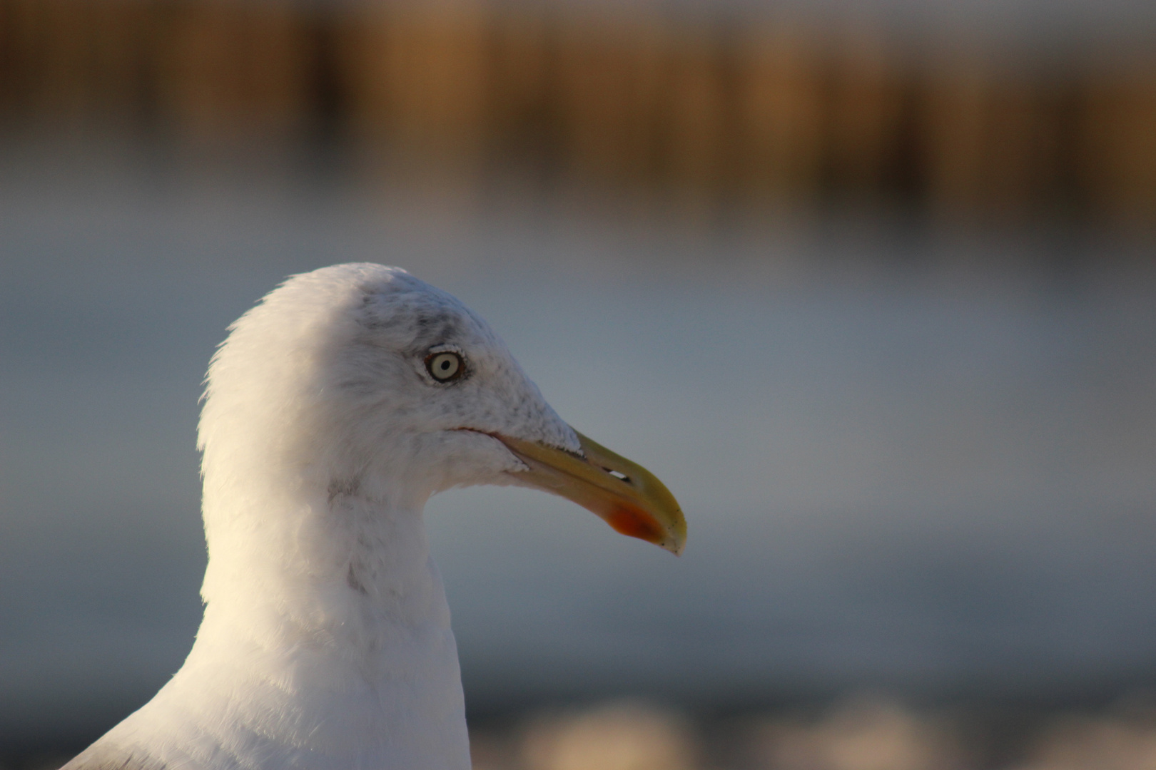 Hallo Möwe :)