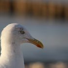 Hallo Möwe :)