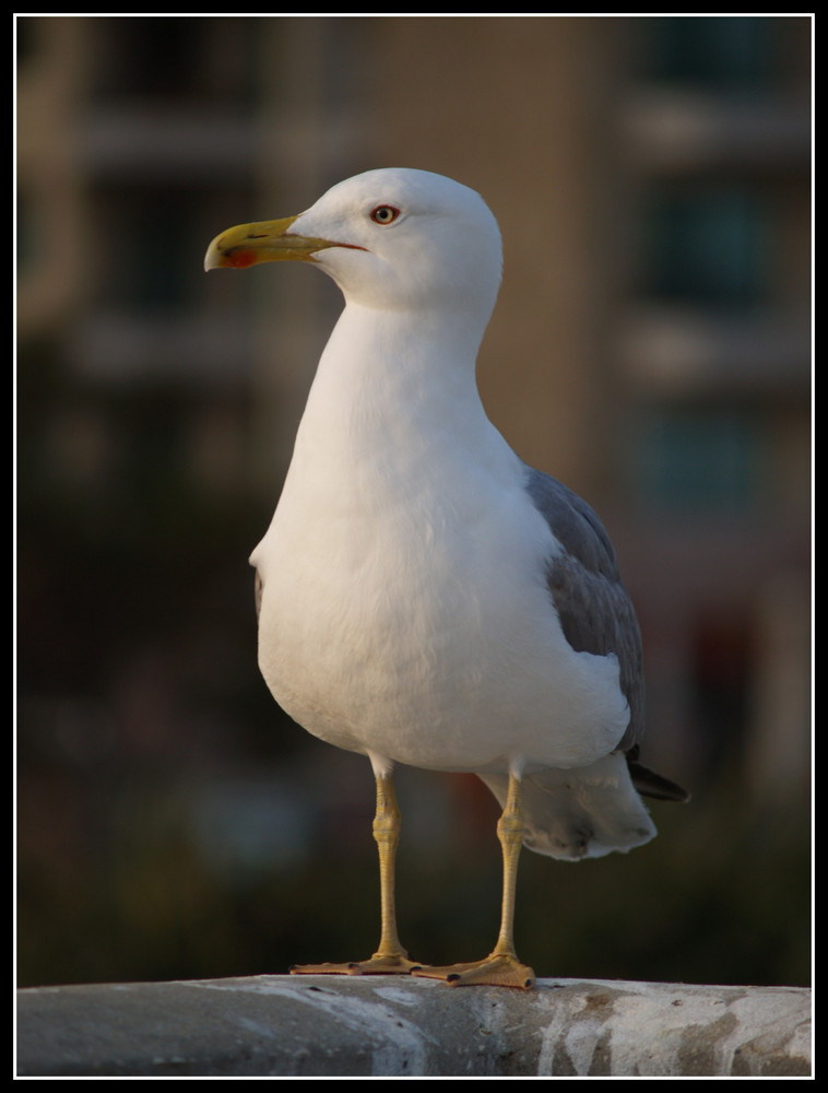 Hallo Möwe