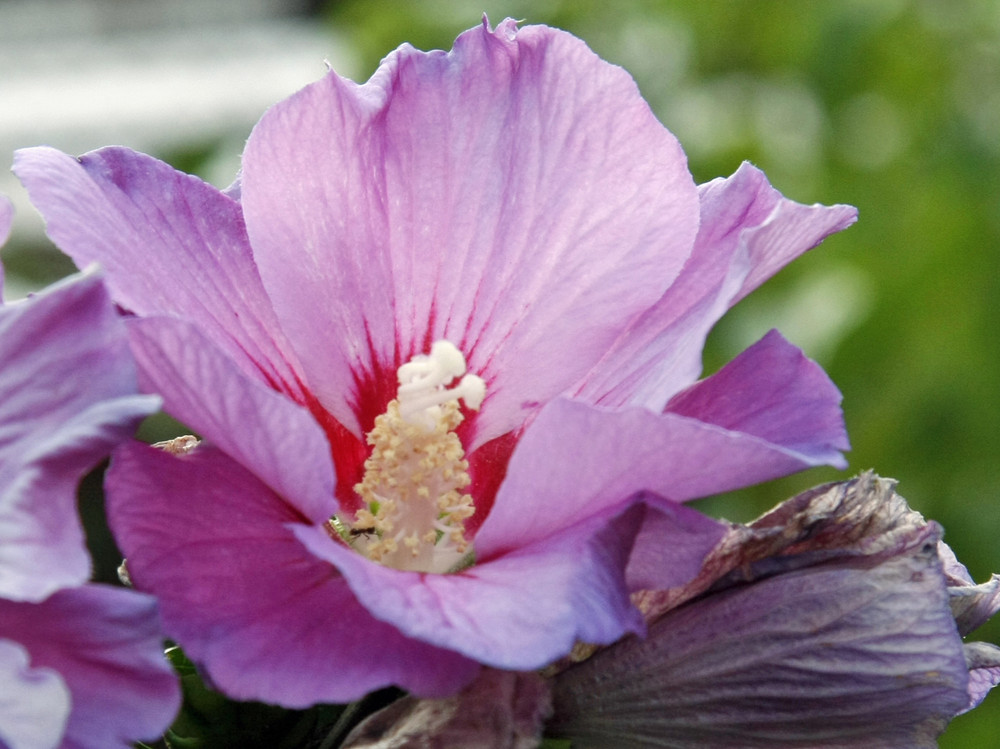 Hallo, Mutter Hibiskus. Lecker, Dein Blütenstaub!