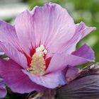 Hallo, Mutter Hibiskus. Lecker, Dein Blütenstaub!