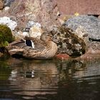 Hallo Nachbar - du hast aber einen schönen Teich