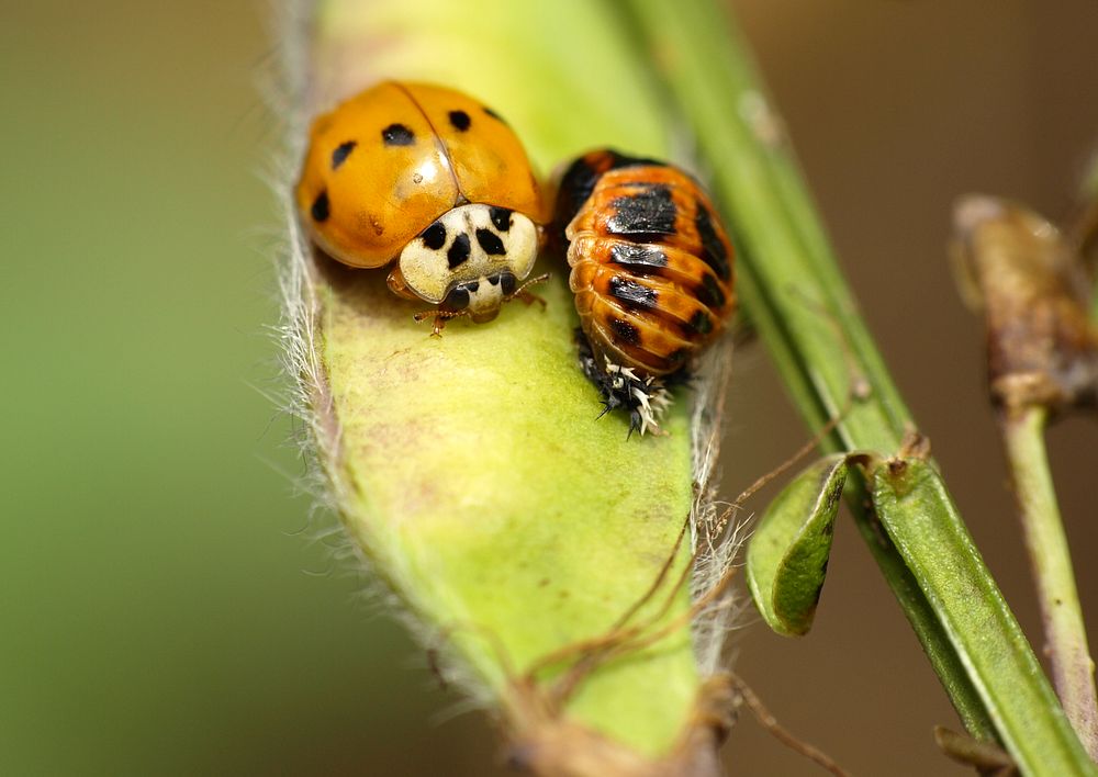 Hallo Puppe, wie wäre es mit uns beiden ? Foto & Bild raupen/larven 2008, natur Bilder auf