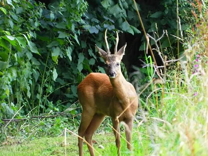 Hallo Rehbock