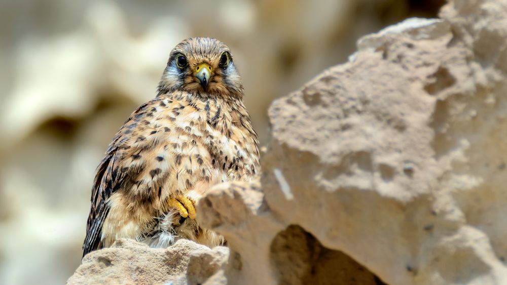 hallo roadrunner, lange nicht gesehen ;-)