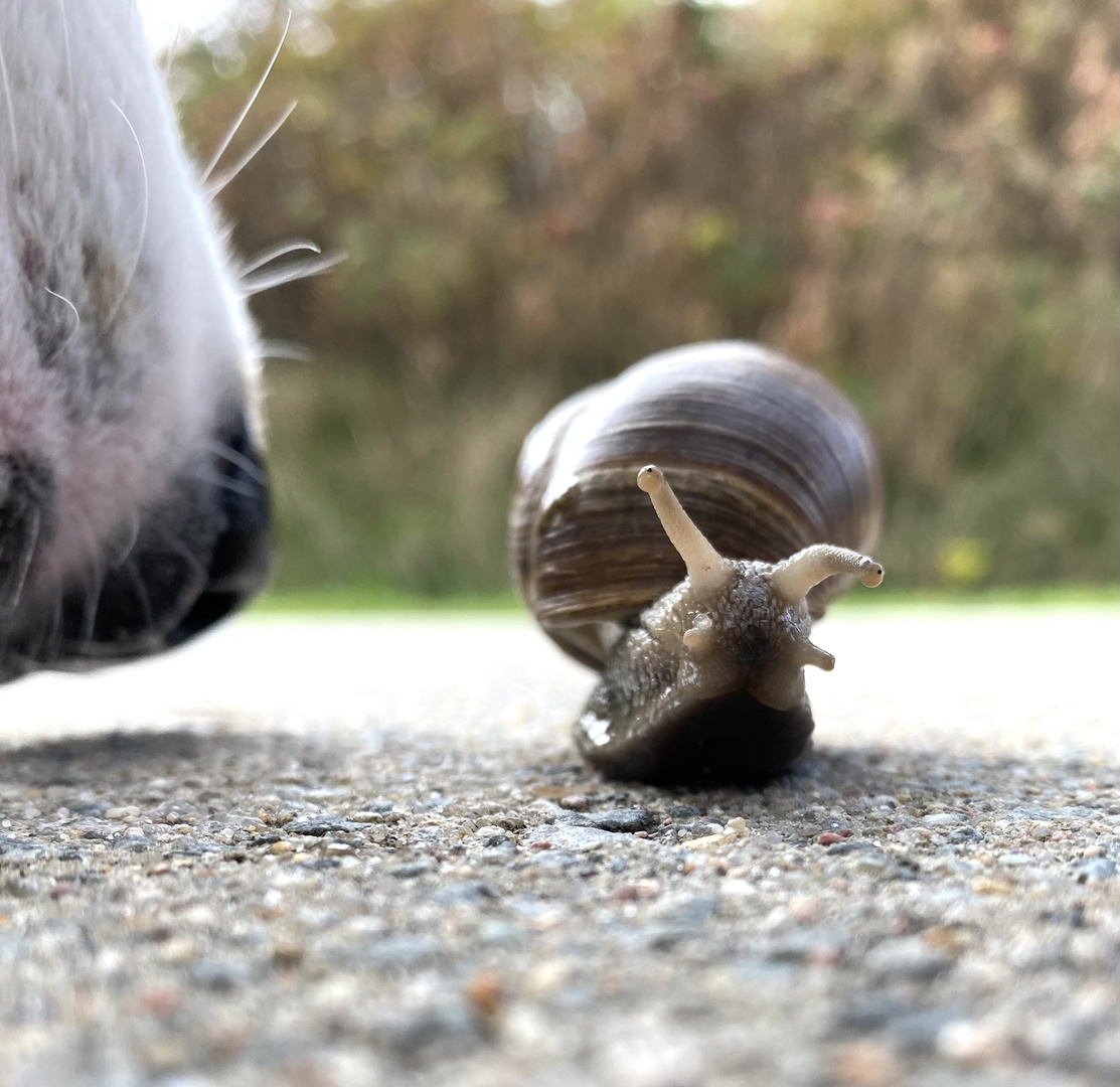 Hallo Schnecke 