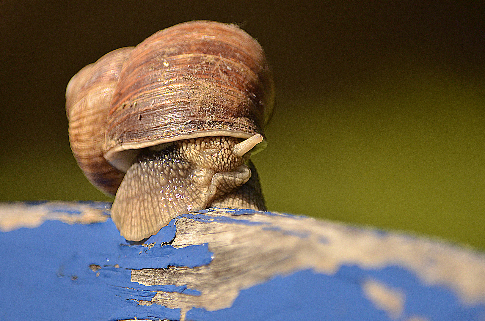 hallo schnecke