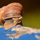 hallo schnecke