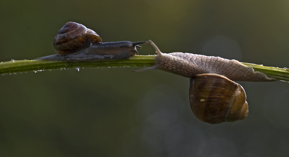 Hallo Schnecke