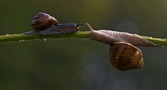 Hallo Schnecke