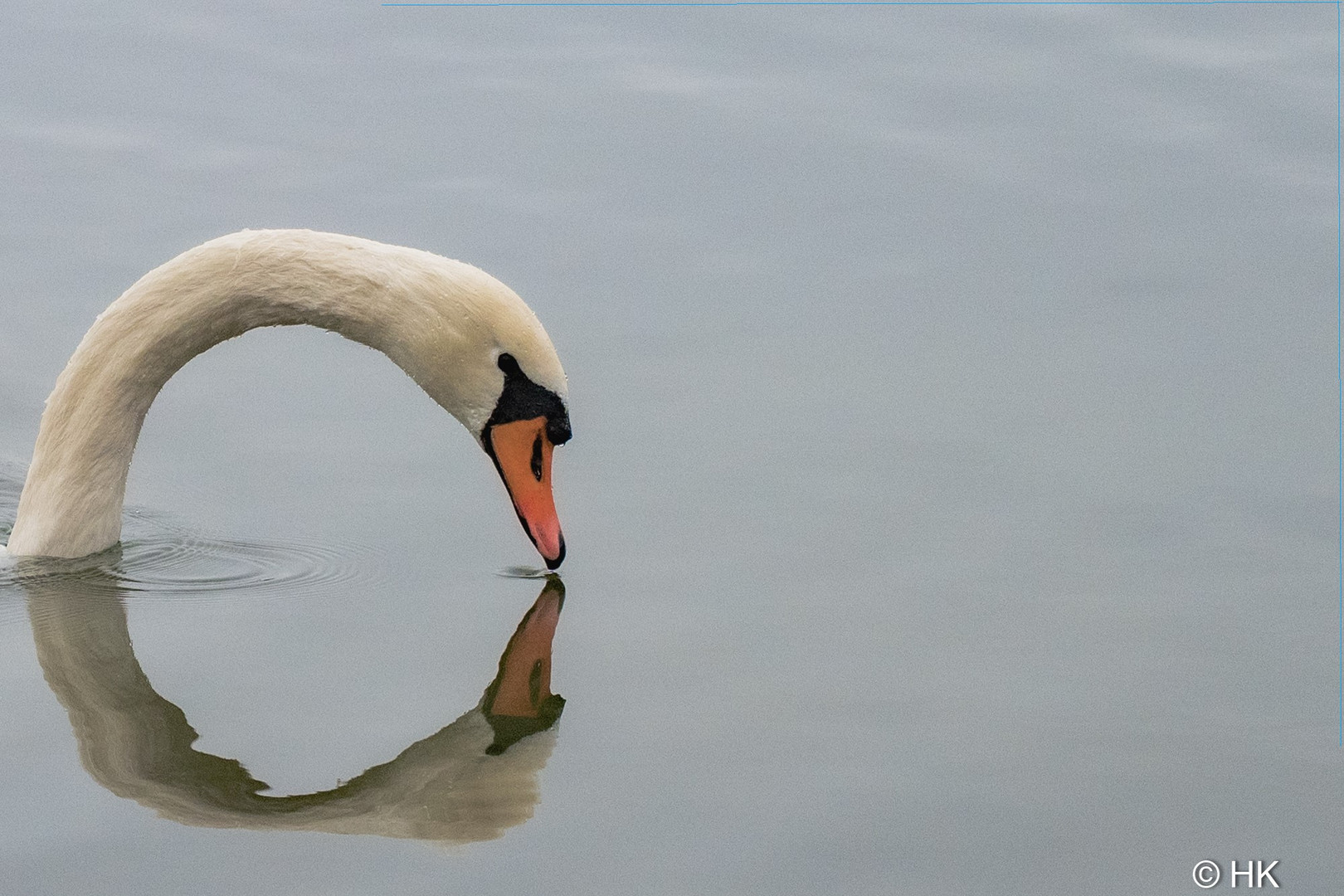 Hallo Schwan