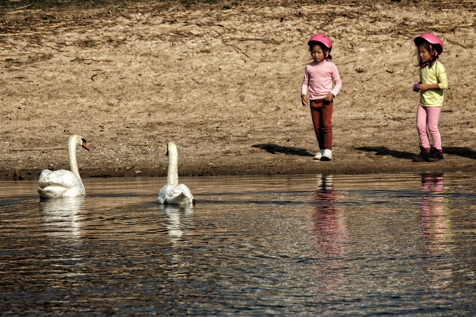 Hallo Schwan 