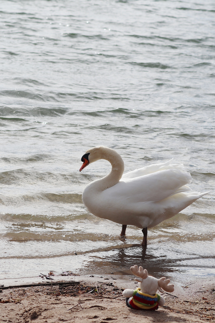 hallo Schwan