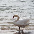 hallo Schwan