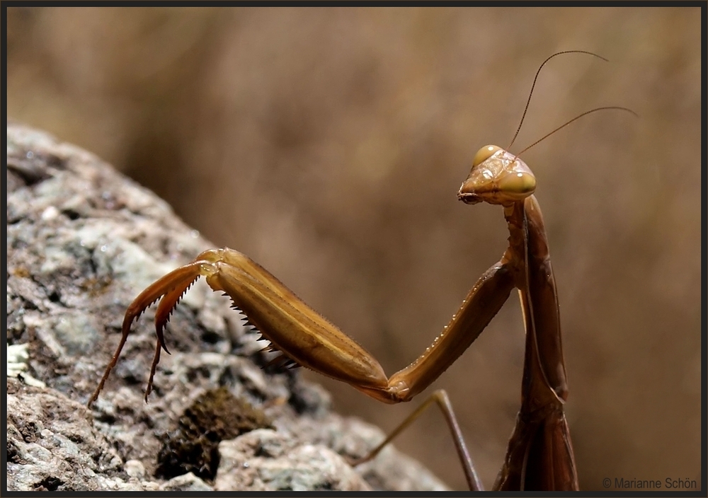 Hallo... seid lieb aus Korsika gegrüßt...