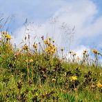 Hallo Sommer in 2000 m an den Toren vor Uri