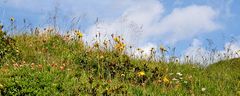 Hallo Sommer in 2000 m an den Toren vor Uri