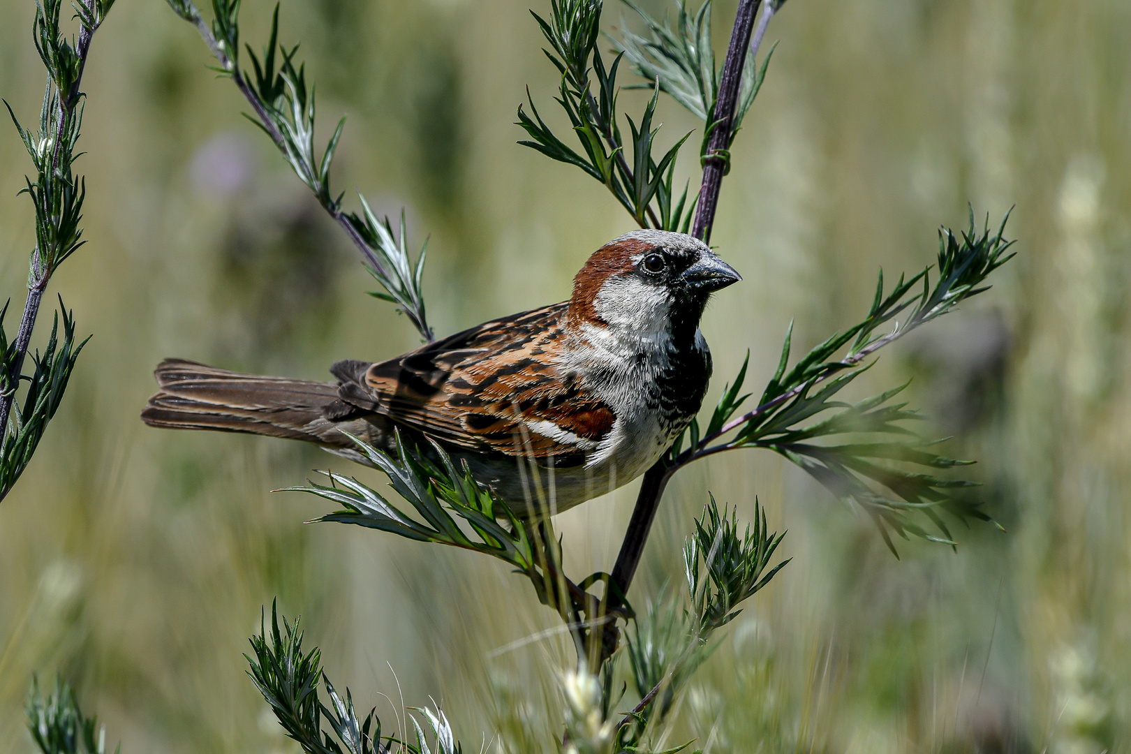 Hallo Spatz