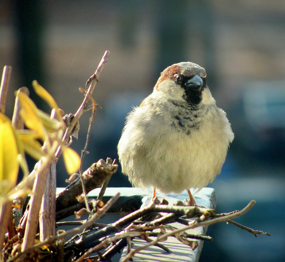 Hallo Spatz