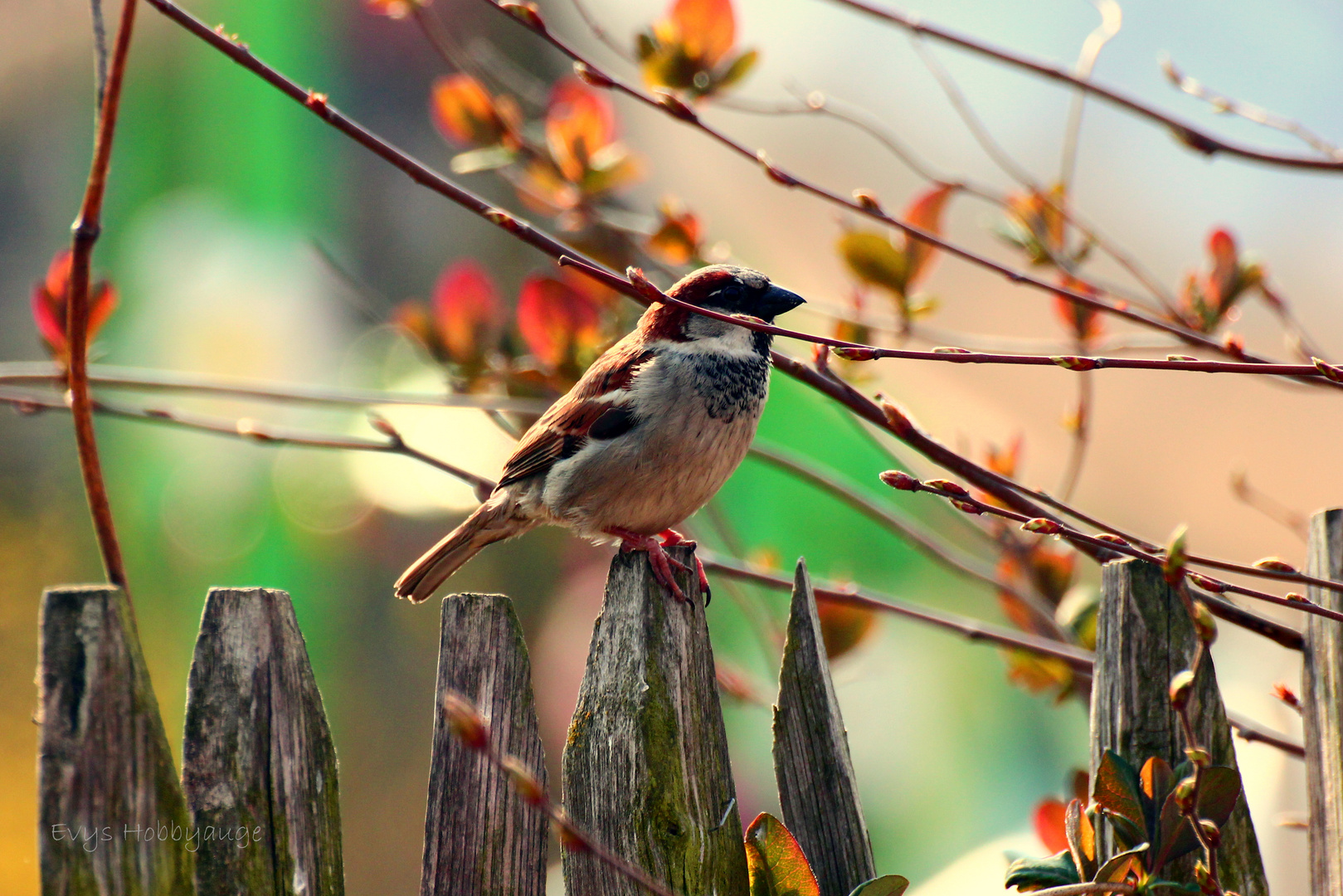 Hallo Spatz! Es ist Frühling!