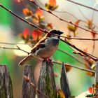 Hallo Spatz! Es ist Frühling!