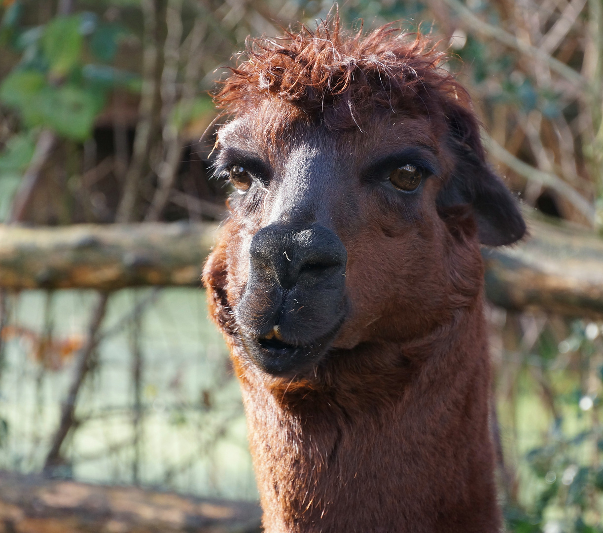 Hallo Süße Foto & Bild natur, fell, zoo Bilder auf