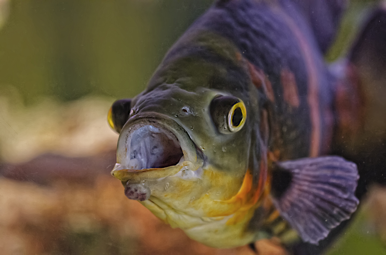 Hallo versteckt euch alle - heute ist Fischtag ....