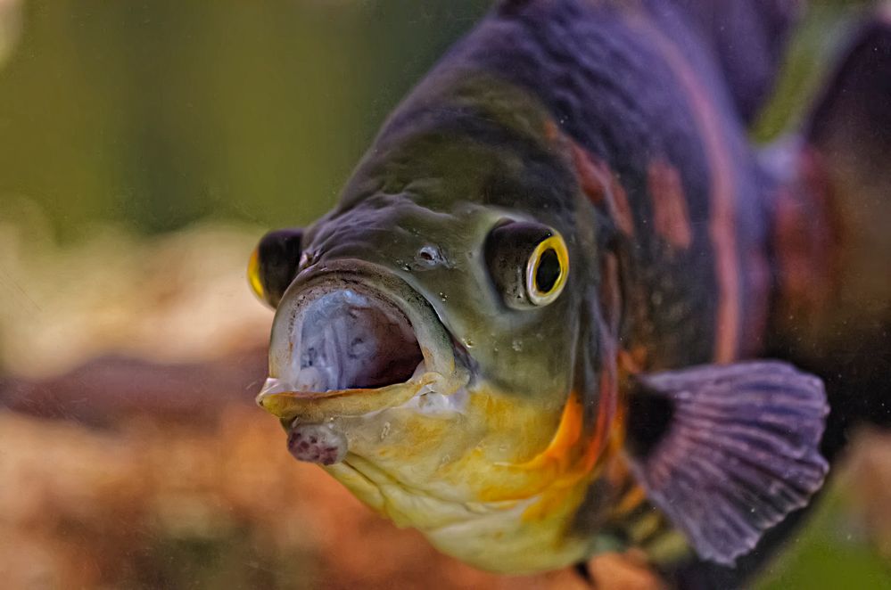 Hallo versteckt euch alle - heute ist Fischtag ....