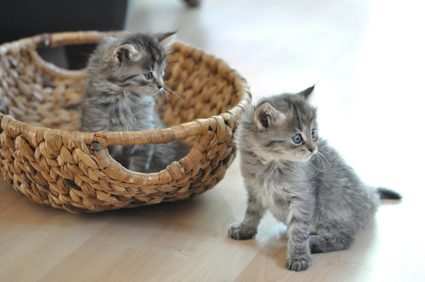 Hallo Welt Wir Kommen Foto Bild Tiere Haustiere Katzen