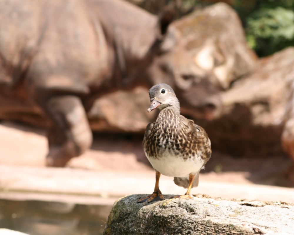 HALLO!!! Wen interessiert denn bitte schön schon ein Nashorn wenn´s mich gibt?