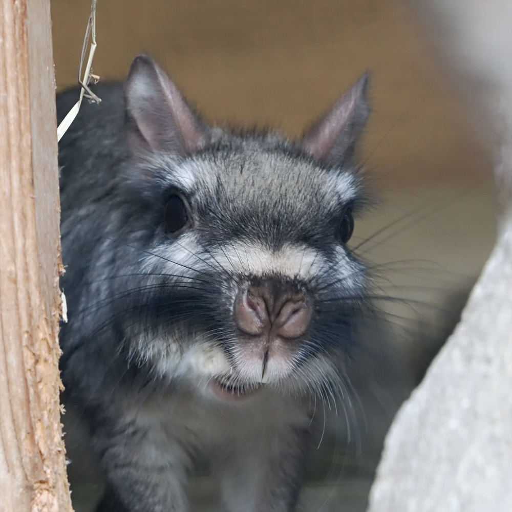 Hallo wer bist du denn, Flachland-Viscacha...