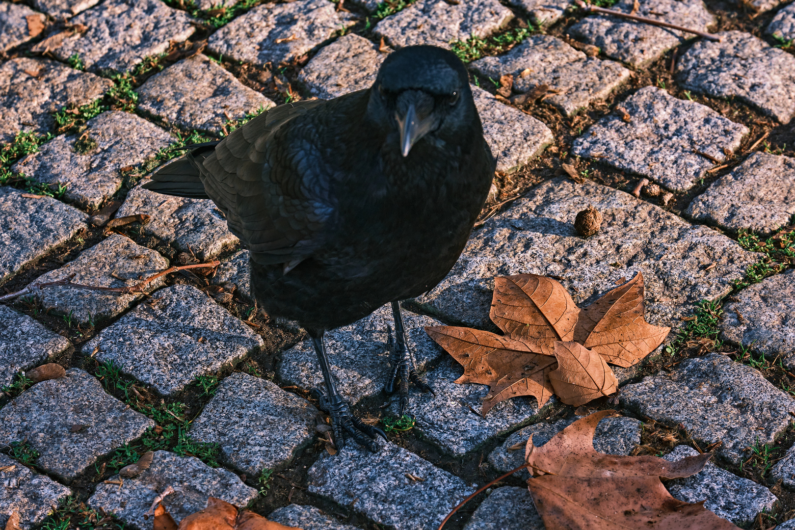 Hallo wie gehts