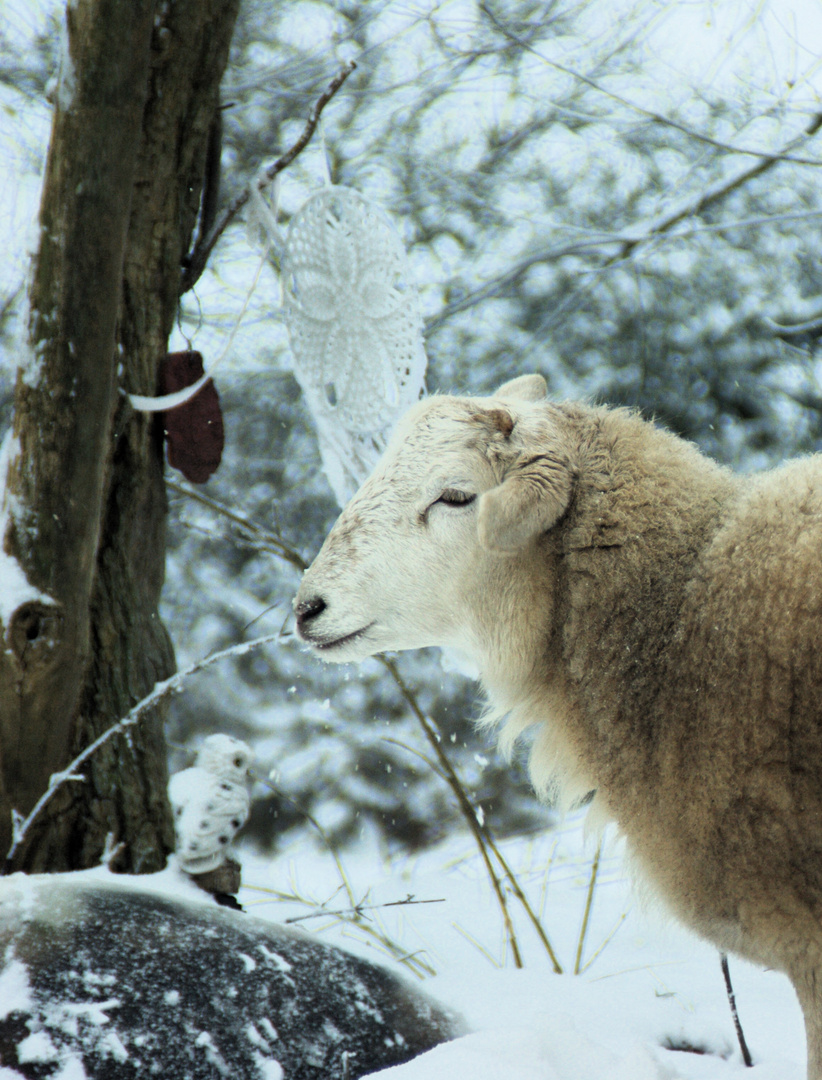 Hallo Winter