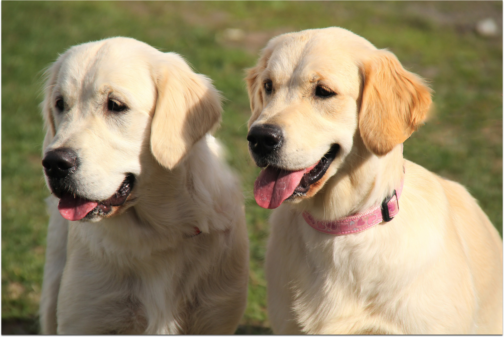 Hallo wir waren auf der Hundeshow