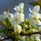 hallo, wo bleiben die bienen?