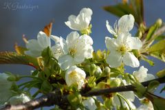 hallo, wo bleiben die bienen?