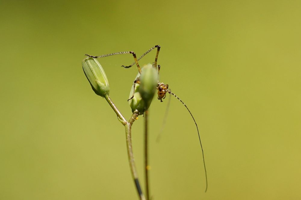 Hallöchen