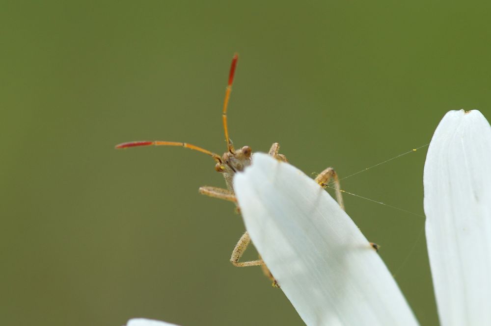 Hallöchen