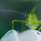 Hallöchen allerseits