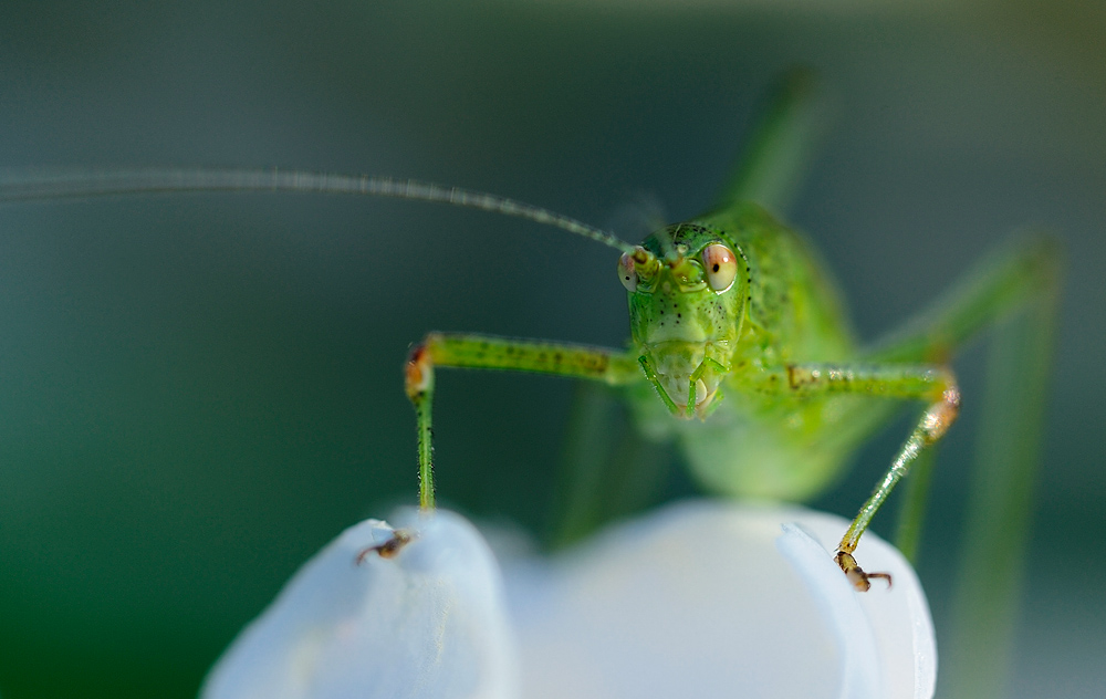 Hallöchen allerseits