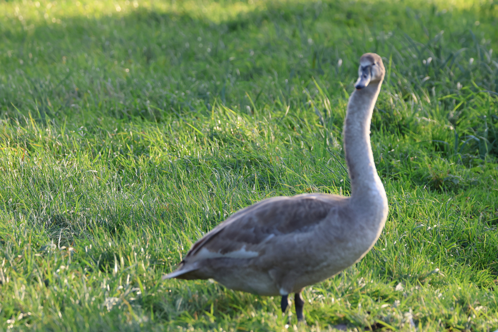 Hallöchen Foto & Bild fotos, natur, tiere Bilder auf
