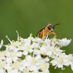 "HALLÖCHEN!"